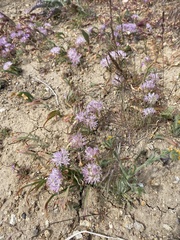 Allium anceps