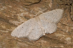 Idaea obsoletaria
