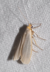 Eilema caniola