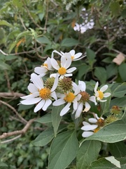 Montanoa guatemalensis