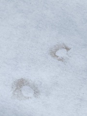 Kuehneromyces marginellus