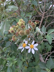 Montanoa guatemalensis