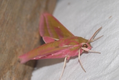 Deilephila elpenor