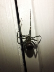 Steatoda grossa