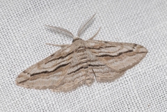 Ecleora solieraria