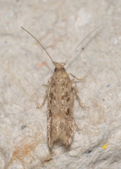 Scrobipalpa instabilella