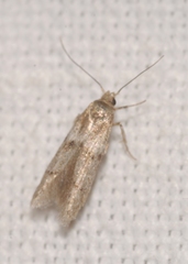 Blastobasis phycidella