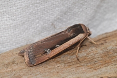 Ochropleura leucogaster