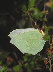 Gonepteryx cleopatra