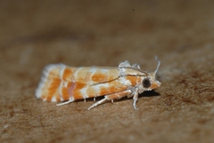 Rhyacionia buoliana