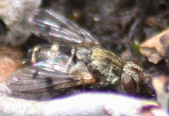 Homalactia harringtoni