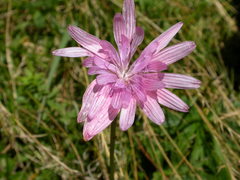 Scorzonera rosea