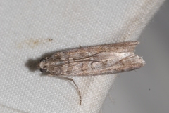 Dioryctria mendacella