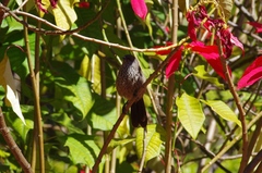 Turdoides jardineii