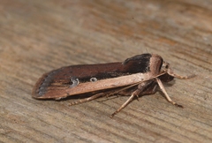 Ochropleura leucogaster