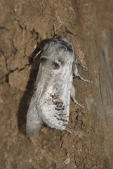 Parahypopta caestrum