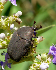 Protaetia morio