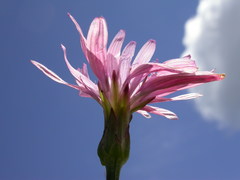 Scorzonera rosea