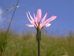 Scorzonera rosea
