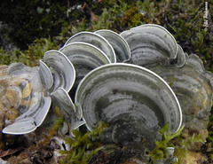 Cora glabrata