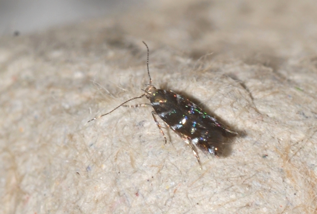 Vulcaniella fiordalisa