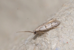 Symmocoides oxybiella