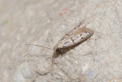Symmocoides oxybiella