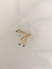 Hylobittacus apicalis