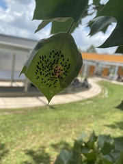 Eulophus