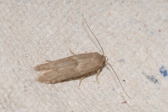 Blastobasis phycidella