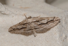 Ecleora solieraria