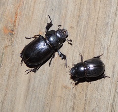 Lucanus placidus