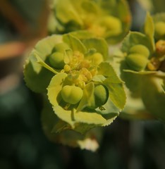 Euphorbia helioscopia
