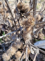 Arctium minus