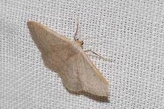 Idaea predotaria