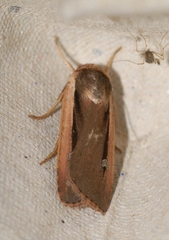 Ochropleura leucogaster