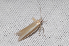Pleurota aristella