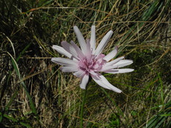 Scorzonera rosea