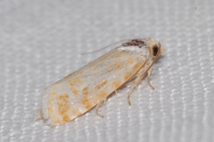 Rhyacionia buoliana