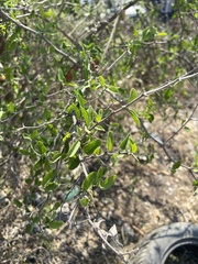 Condalia hookeri