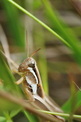 Paroxya atlantica