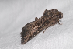 Aedia leucomelas