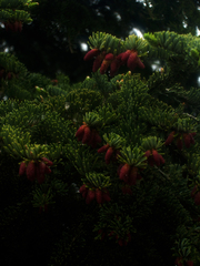 Abies cilicica