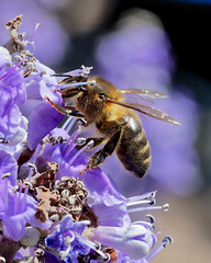 Apis mellifera