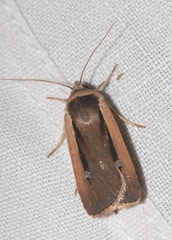 Ochropleura leucogaster