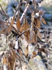 Fraxinus pennsylvanica