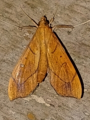 Anarmodia