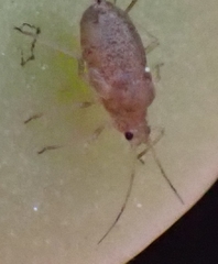 Macrosiphum rosae
