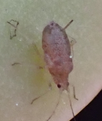 Macrosiphum rosae