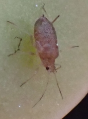 Macrosiphum rosae